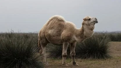 Samsun'da Kızılırmak Deltası baharla canlandı