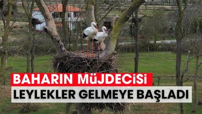 Samsun'da baharın müjdecisi leylekler gelmeye başladı