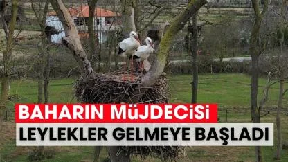 Samsun'da baharın müjdecisi leylekler gelmeye başladı