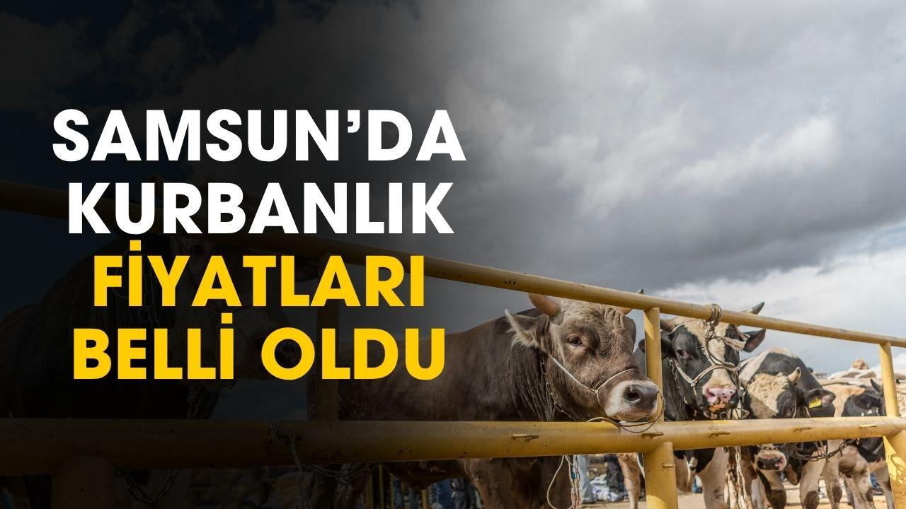Samsun'da kurbanlık fiyatları belli oldu