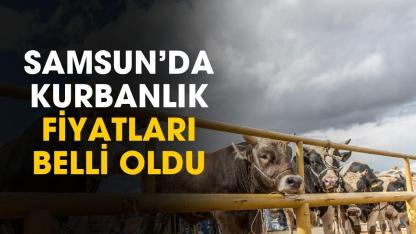 Samsun'da kurbanlık fiyatları belli oldu