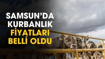 Samsun'da kurbanlık fiyatları belli oldu
