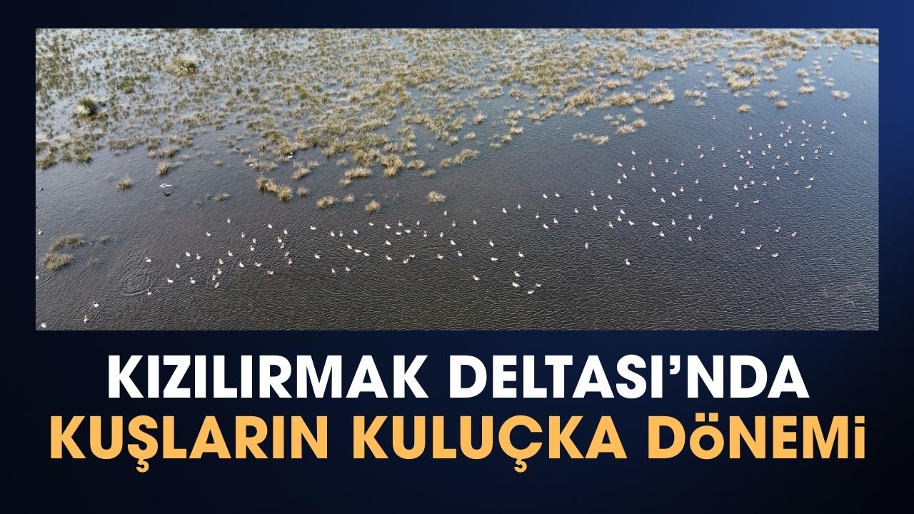 Samsun'da kuşların kuluçka dönemi başladı