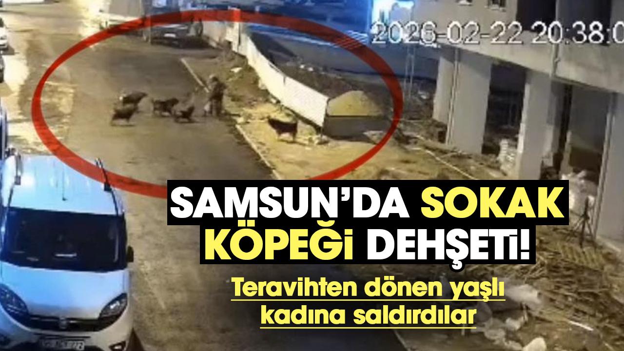 Samsun'da teravihten dönen yaşlı kadın sokak köpeklerinin saldırısına uğradı