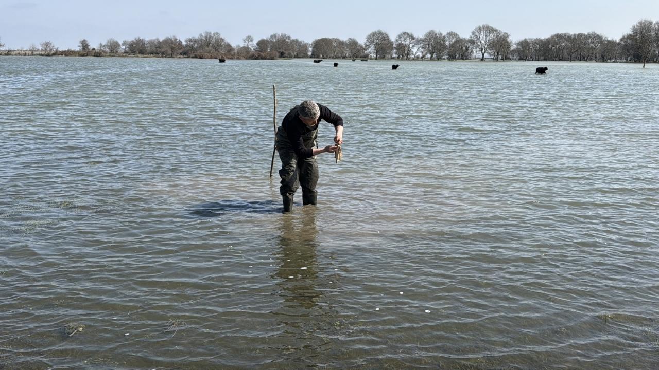 Samsun'da tıbbi sülük avcılığı için soğuk suda saatler geçiriyorlar