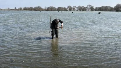 Samsun'da tıbbi sülük avcılığı için soğuk suda saatler geçiriyorlar