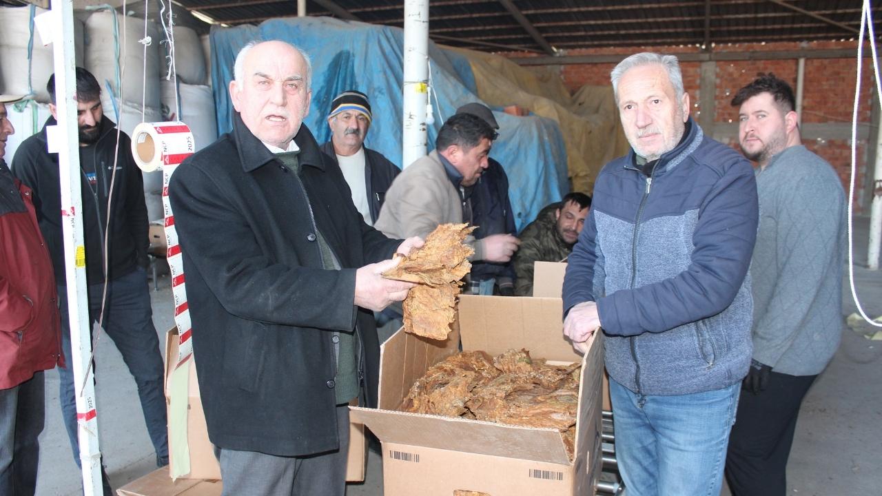 Samsun'da tütün alımı devam ediyor