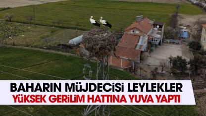 Samsun'da yüksek gerilim hattına yuva yapan leylekler ilgi çekiyor