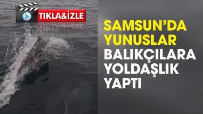 Samsun'da yunusların dansı