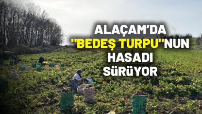 Samsun'un Alaçam ilçesinde "Bedeş turpu"nun hasadı sürüyor