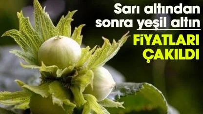 Sarı altından sonra yeşil altın fiyatları çakıldı