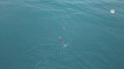 Su yüzeyine çıkan yunuslar dronla görüntülendi