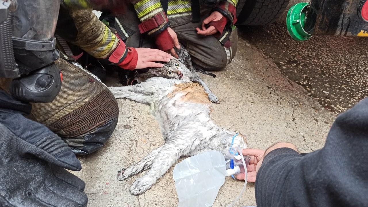 Yangından etkilenen kediler kalp masajıyla hayata döndü