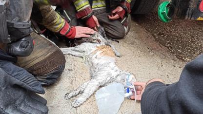 Yangından etkilenen kediler kalp masajıyla hayata döndü