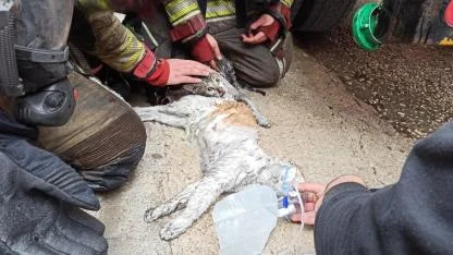 Yangından etkilenen kediler kalp masajıyla hayata döndü