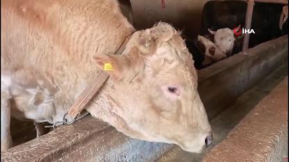 1 ton 100 kiloluk “Paşa” rekor fiyatla satışta