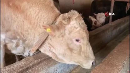 1 ton 100 kiloluk “Paşa” rekor fiyatla satışta