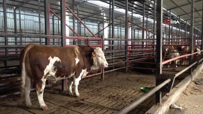 1,5 tonluk dev tosun, 950 bin liraya vitrine çıktı