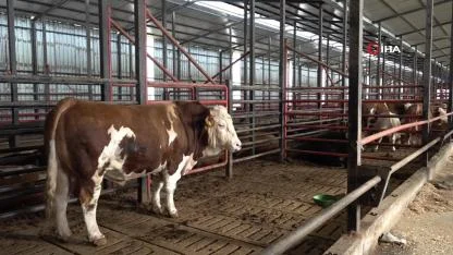 1,5 tonluk dev tosun, 950 bin liraya vitrine çıktı