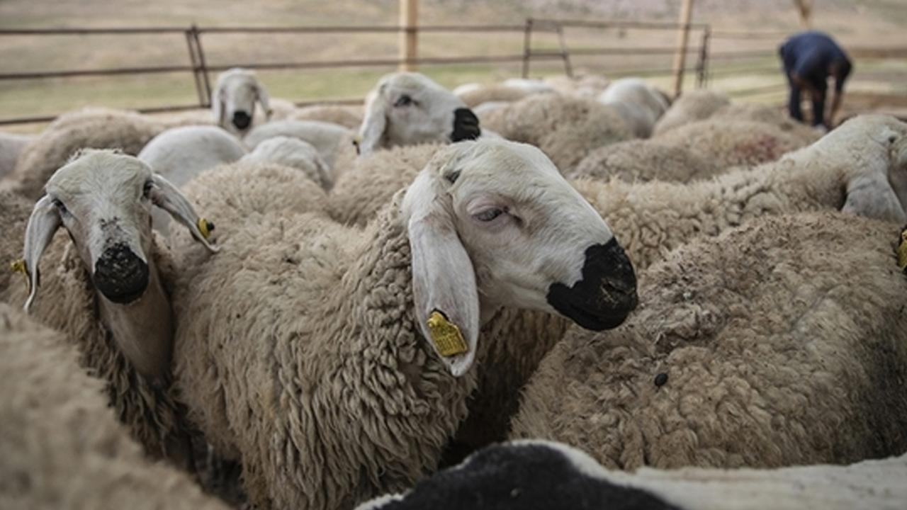 2026 Kurban Bayramı ne zaman, tatil 9 güne uzayacak mı?