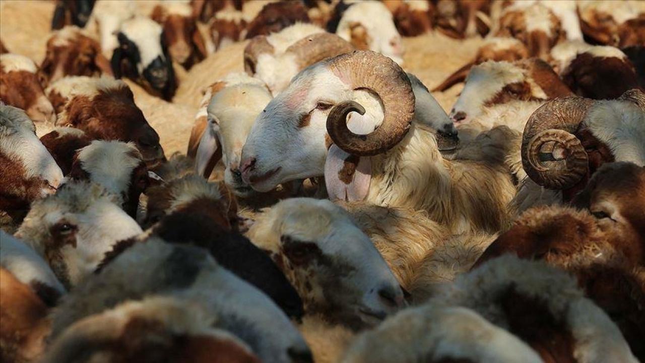 2026 vekaletle kurban ücretleri belli oldu