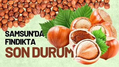 29 Nisan Çarşamba fındık fiyatları ne kadar? Samsun fındık fiyatları ne kadar?