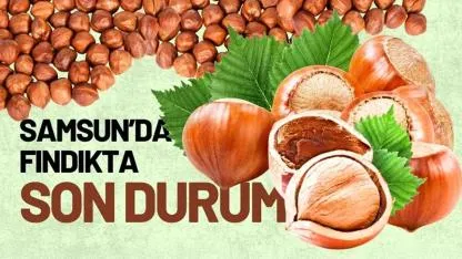29 Nisan Çarşamba fındık fiyatları ne kadar? Samsun fındık fiyatları ne kadar?