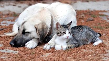 4 Nisan ne günü? 4 Nisan Dünya Sokak Hayvanları Günü!