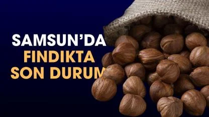 6 Nisan Pazartesi fındık fiyatları ne kadar? Samsun'da fındık fiyatları düşüyor mu? Samsun fındık fiyatları