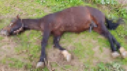 Yıldırım isabet eden at telef oldu