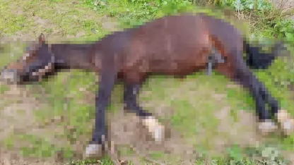 Yıldırım isabet eden at telef oldu