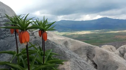 Bu çiçekleri koparmanın cezası 700 bin lirayı buluyor