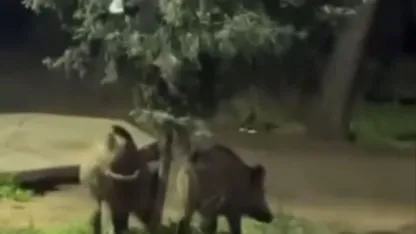 Domuzlar piknik alanlarına indi