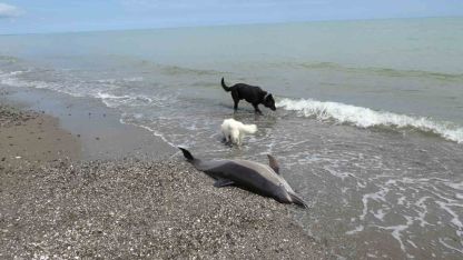Samsun’da kıyıya vuran ölü yunuslar endişe yarattı