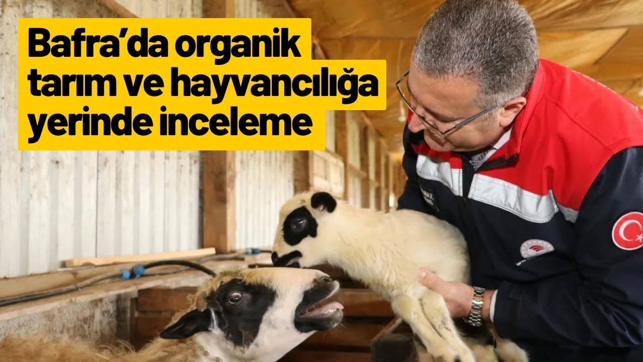 Bafra’da organik tarım ve hayvancılığa yerinde inceleme