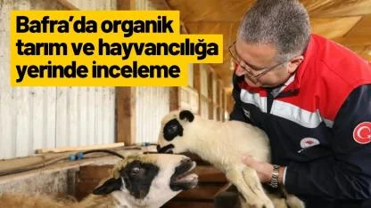Bafra’da organik tarım ve hayvancılığa yerinde inceleme