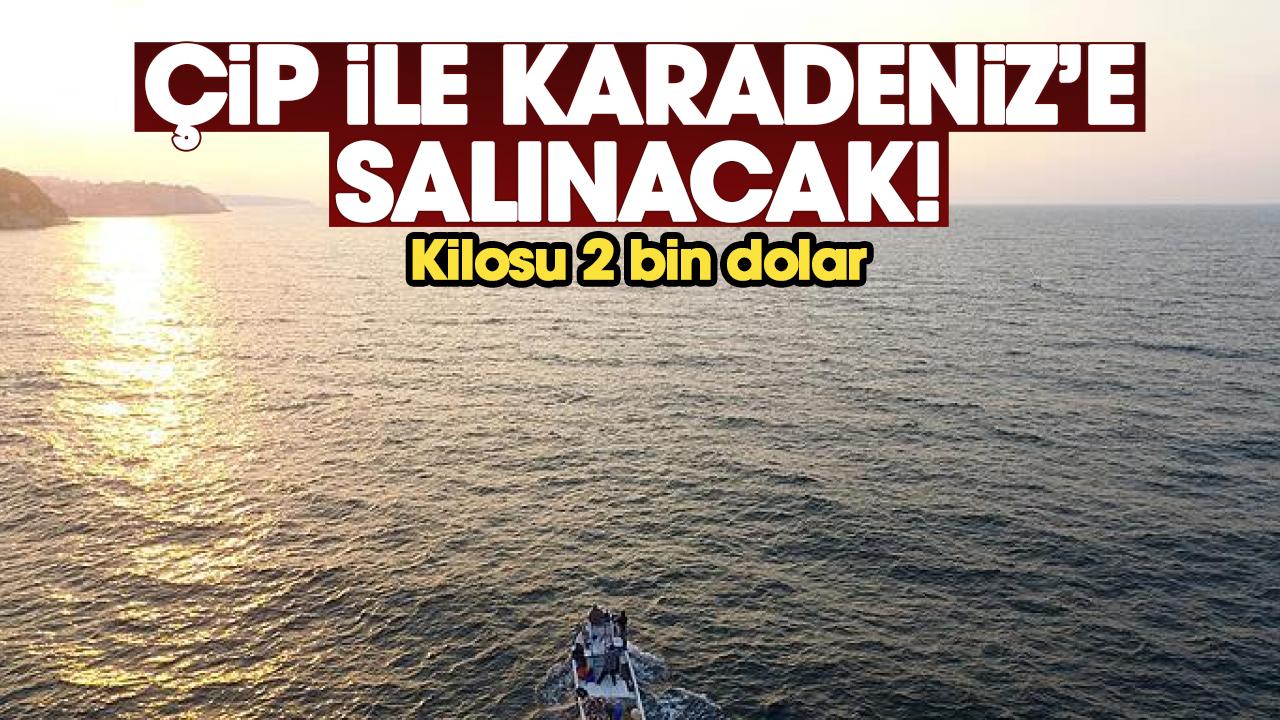 Çip ile Karadeniz'e salınacak! Kilosu 2 bin dolardan satılıyor