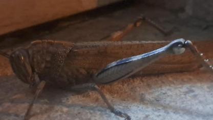 Diyarbakır Silvan'da görüldü! Dev etçil çekirge zararlı mı?