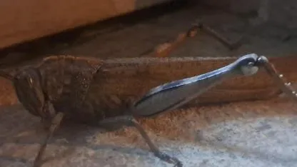 Diyarbakır Silvan'da görüldü! Dev etçil çekirge zararlı mı?