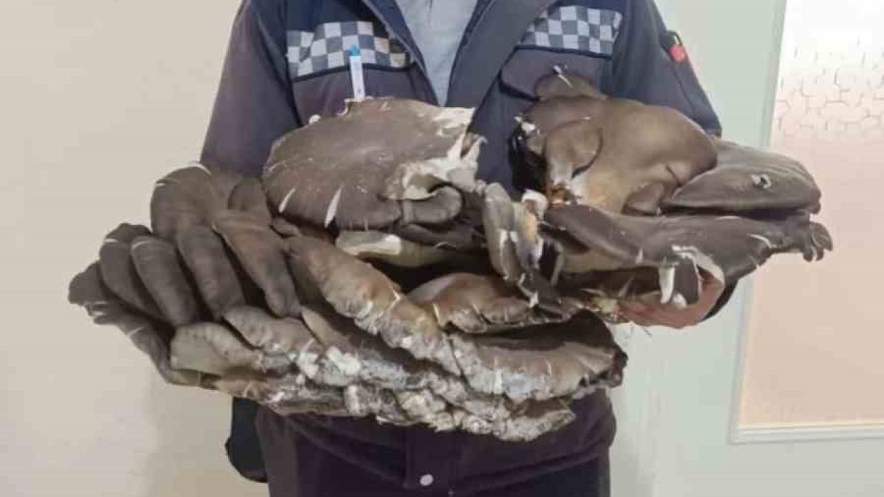 Doğada bulduğu 10 kiloluk mantar şaşırttı