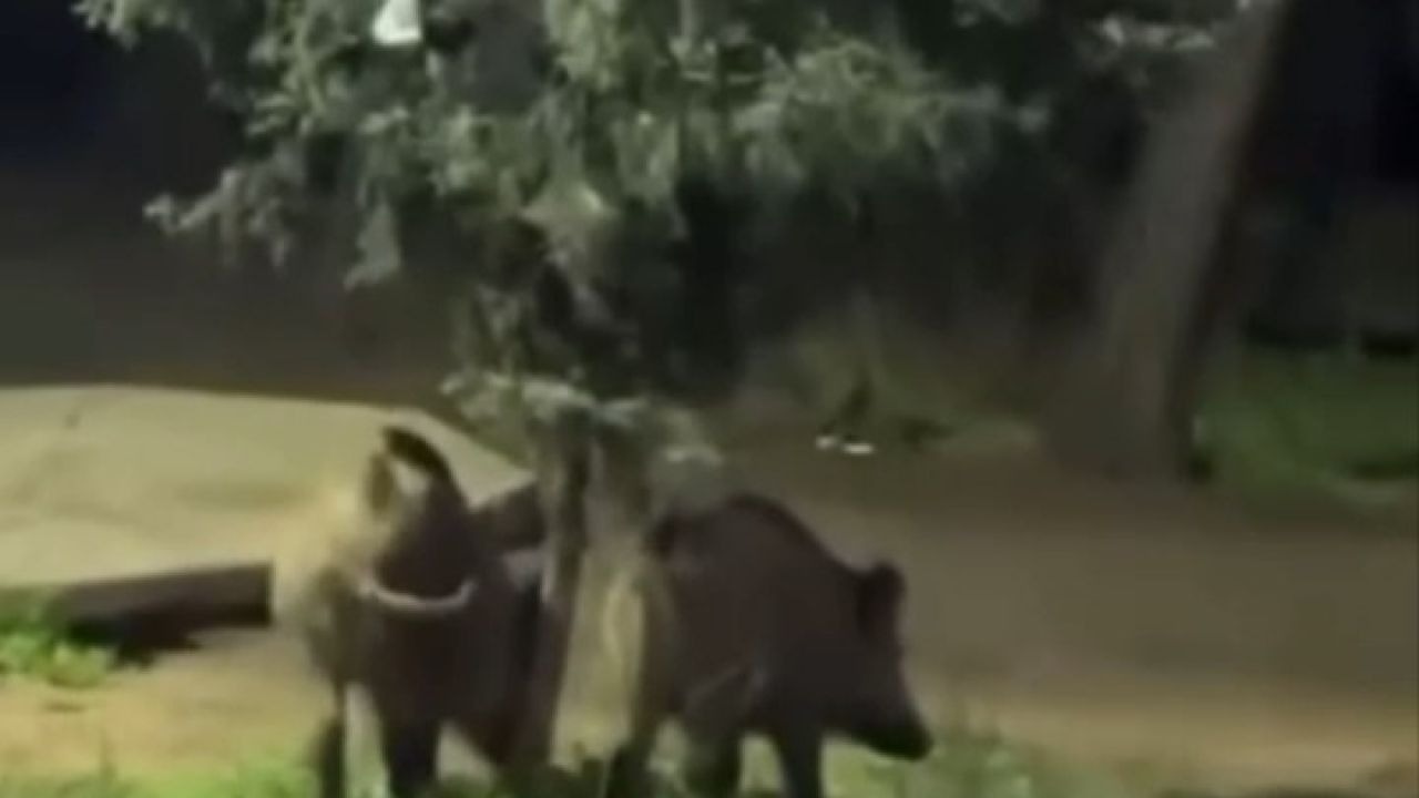 Domuzlar piknik alanlarına indi