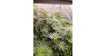 Samsun'da evde kenevir yetiştiren şahsa jandarmadan operasyon