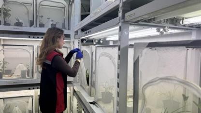 Kahverengi kokarcayla topyekûn mücadele