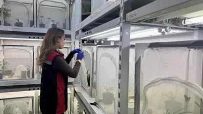 Kahverengi kokarcayla topyekûn mücadele