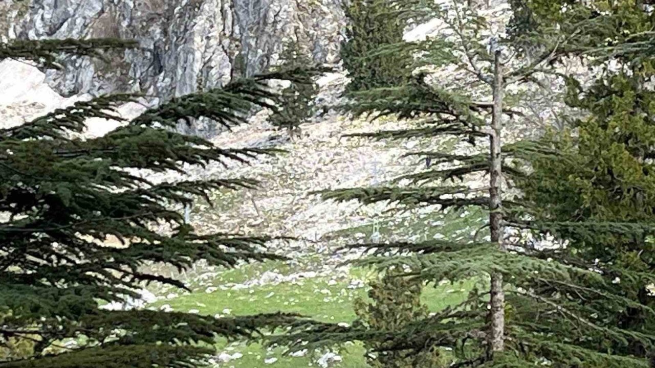 Kayalıklardan düşen Kemal Topal hayatını kaybetti