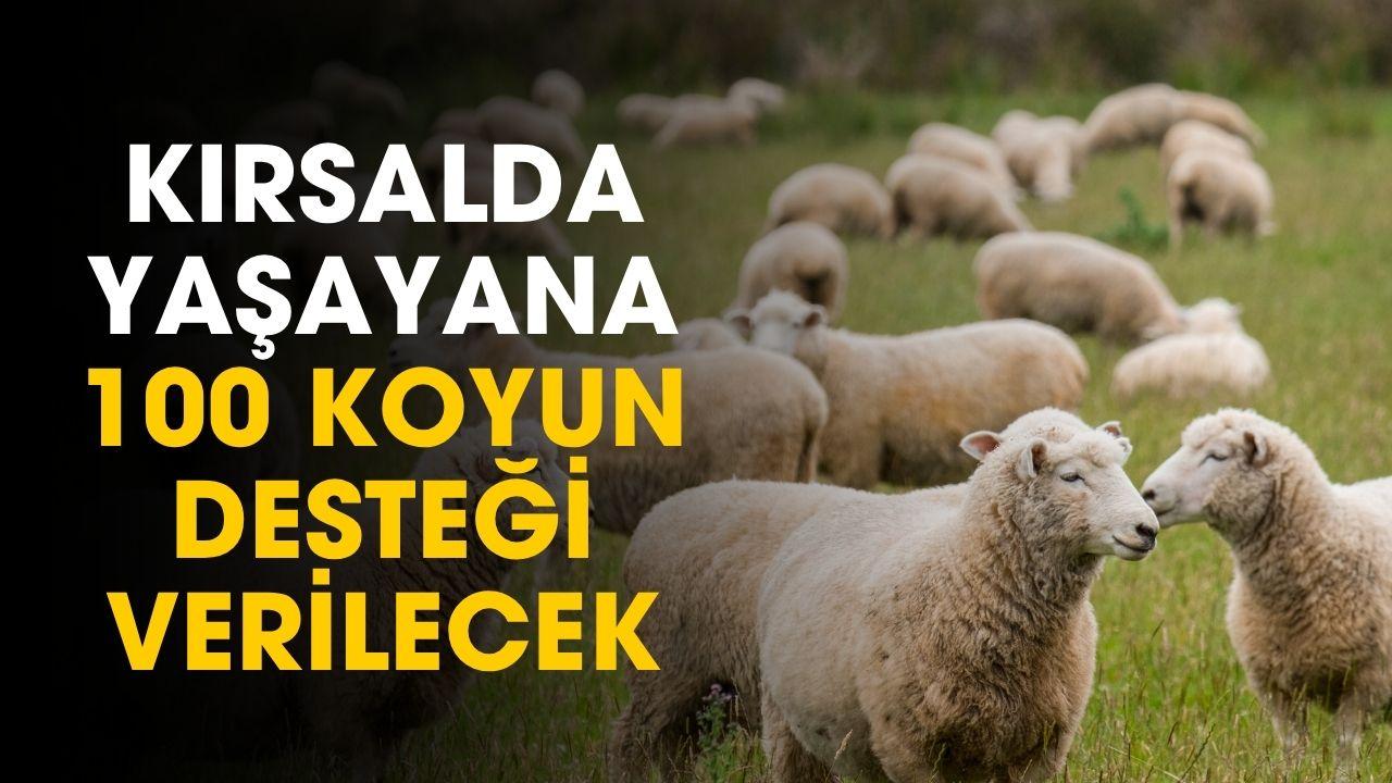 Kırsalda yaşayanlar dikkat! Devlet 100 koyun desteği verecek