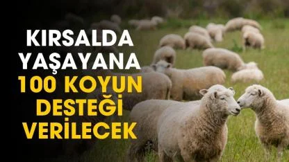 Kırsalda yaşayanlar dikkat! Devlet 100 koyun desteği verecek