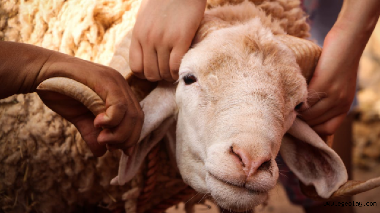 Kurban Bayramı 2026 ne zaman? Kurban Bayramı kaç gün tatil olacak?