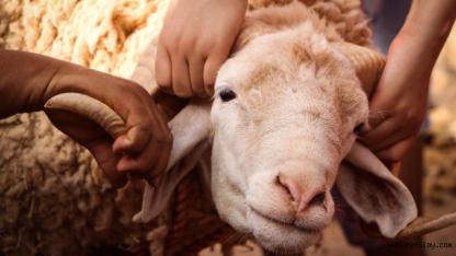 Kurban Bayramı 2026 ne zaman? Kurban Bayramı kaç gün tatil olacak?