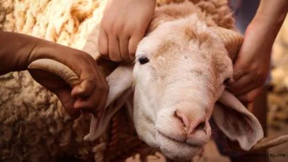 Kurban Bayramı 2026 ne zaman? Kurban Bayramı kaç gün tatil olacak?